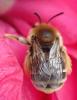 Eucera sp.